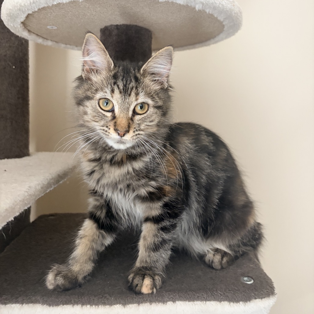 ALICE WALTON - Domestic Longhair available for adoption