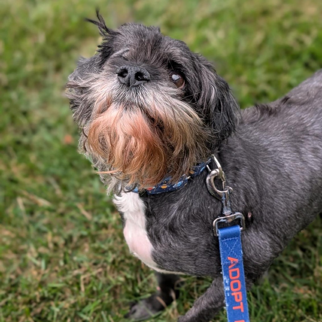 GREG - Mixed Breed (Medium) available for adoption