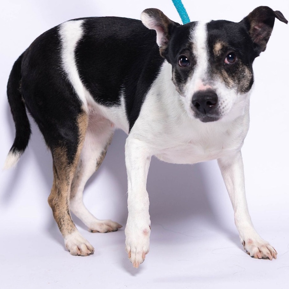 Dakota, available for adoption at PVAS