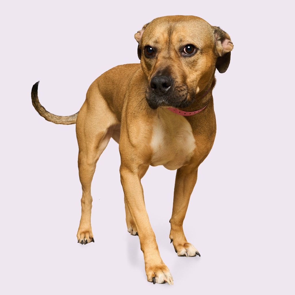 ROSE — thumbnail 16