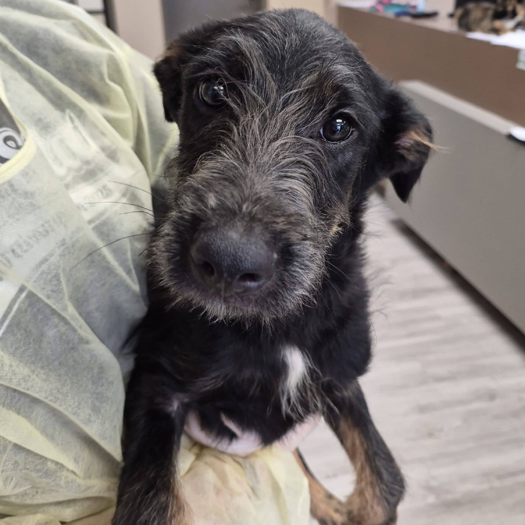 XYLOPHONE - Schnauzer / Retriever, Labrador available for adoption