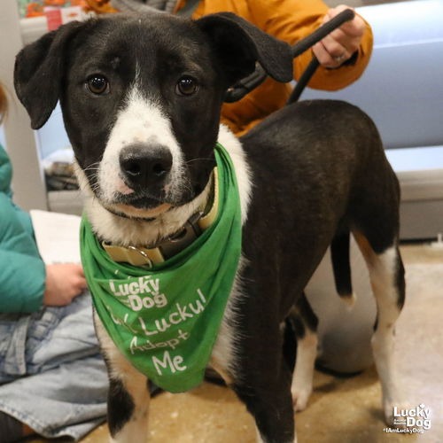 BALT - Collie, Border / Retriever, Labrador available for adoption