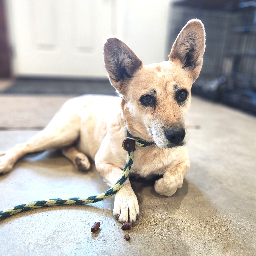 Brie — thumbnail 2