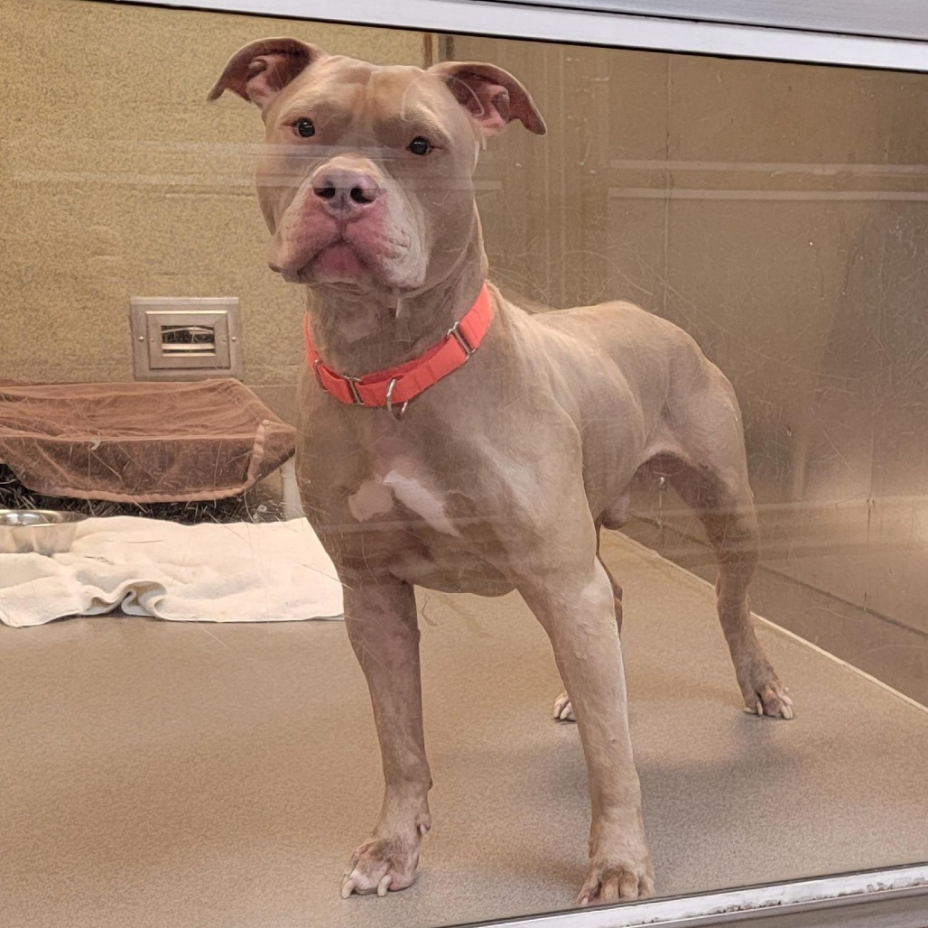 PETEY BONEZ - Terrier / American Pit Bull available for adoption