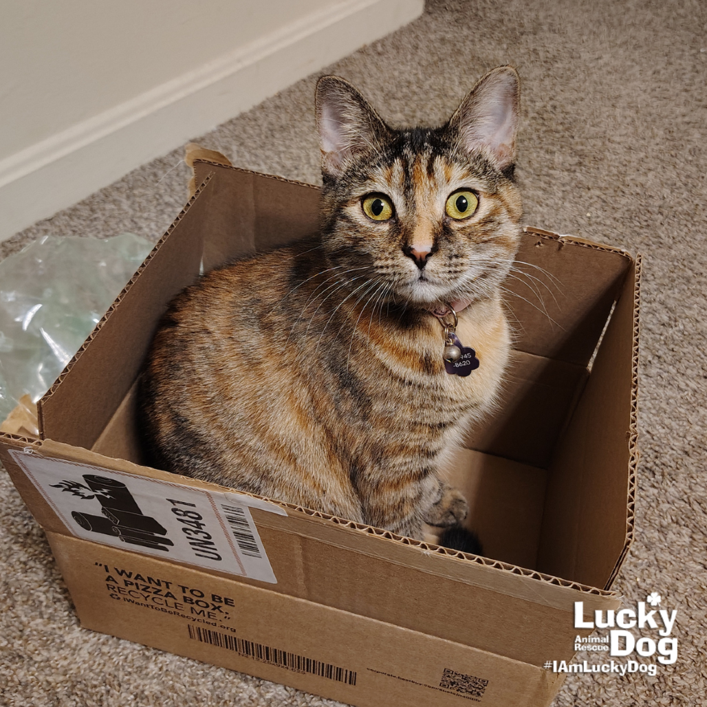 LIL BITSY - Domestic Shorthair available for adoption