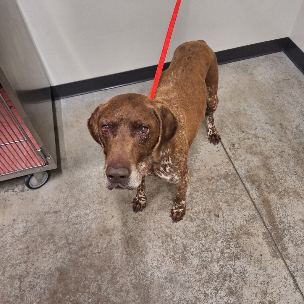STRAY DOG "Gunner", additional photo