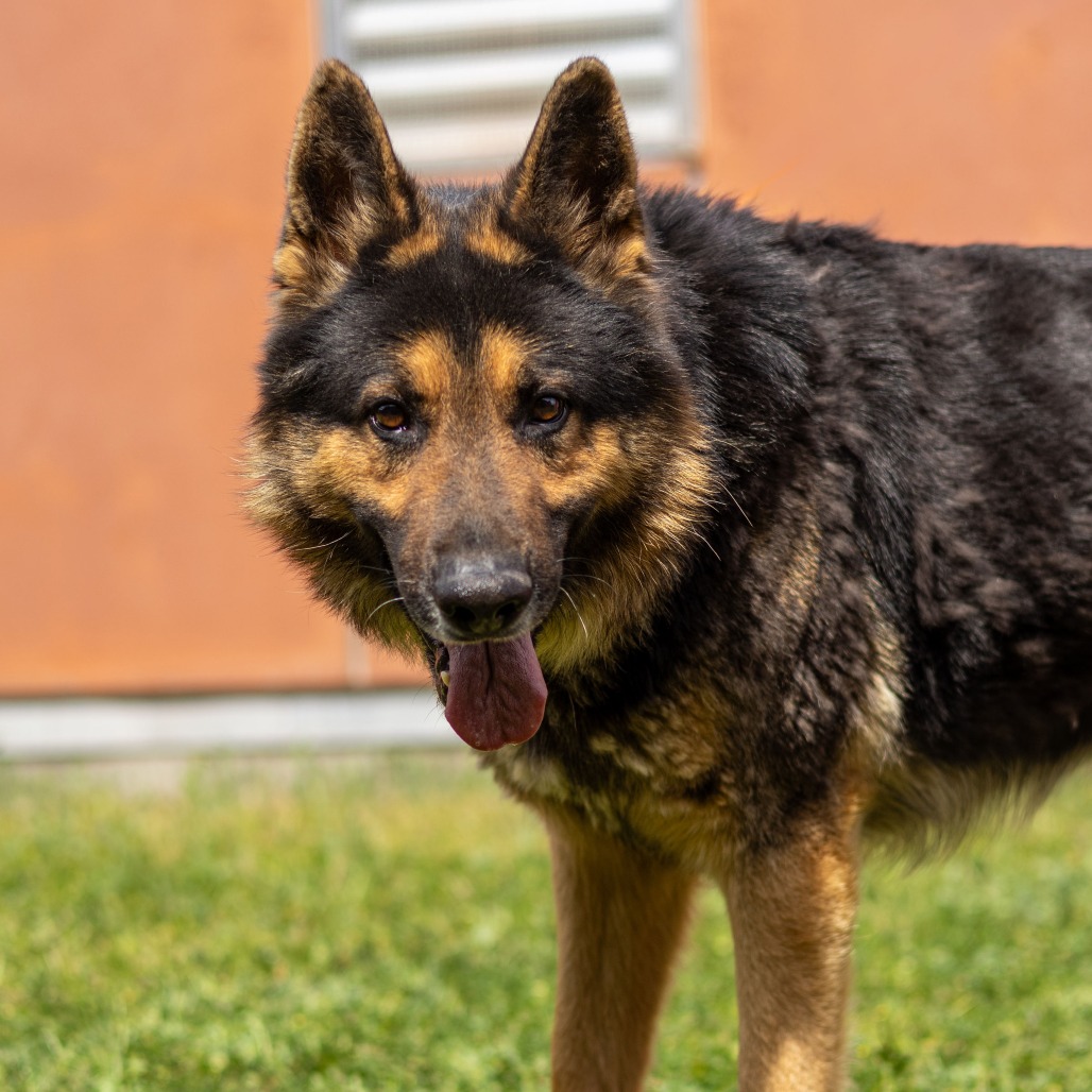 Kennel#10 Chief's preview photo