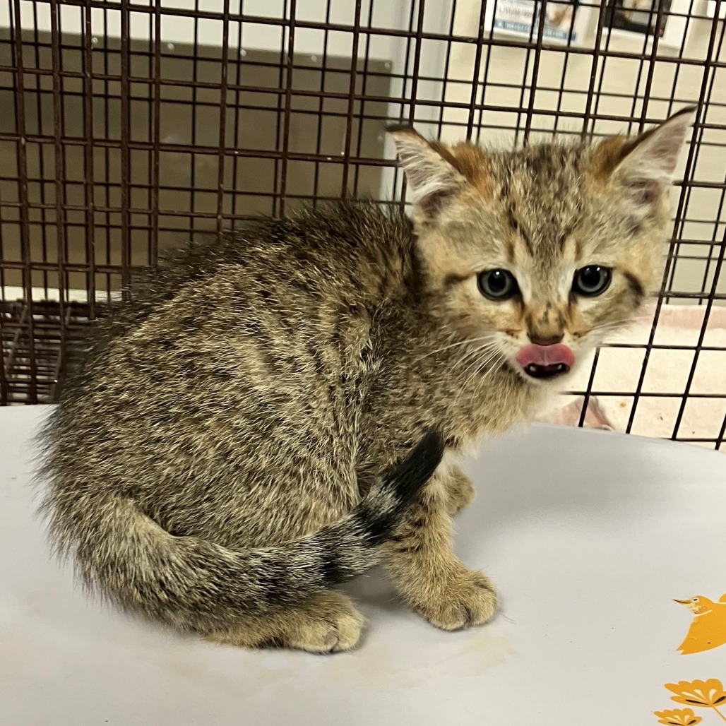 RUMPLESTILSKIN - Domestic Shorthair for adoption in Las Cruces