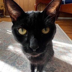 Tulip, photo 11