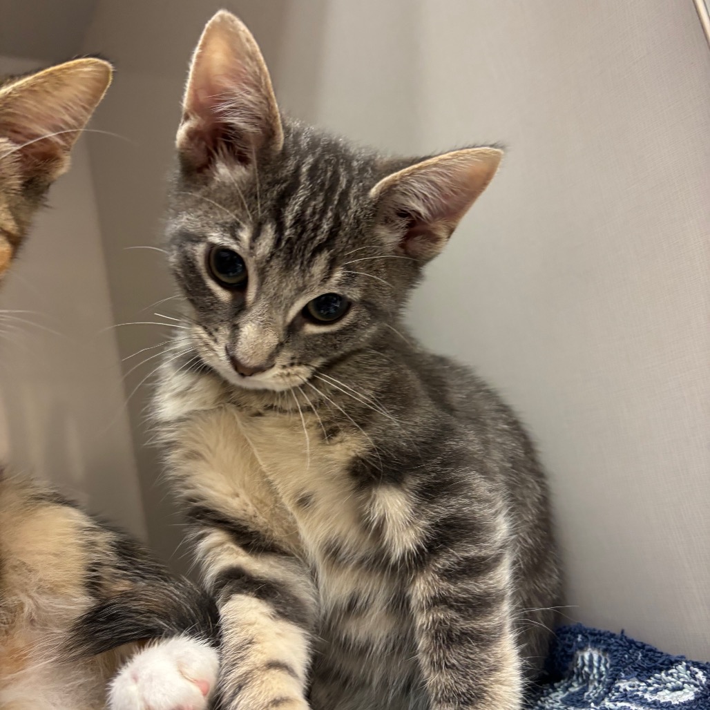 Nils  - Domestic Shorthair/Mix