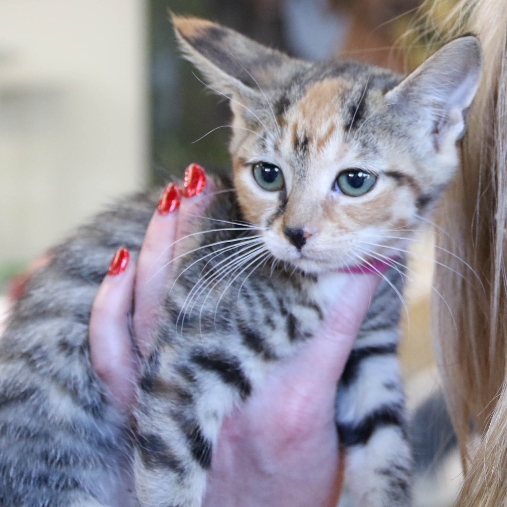 LILLYANNE - Domestic Shorthair available for adoption