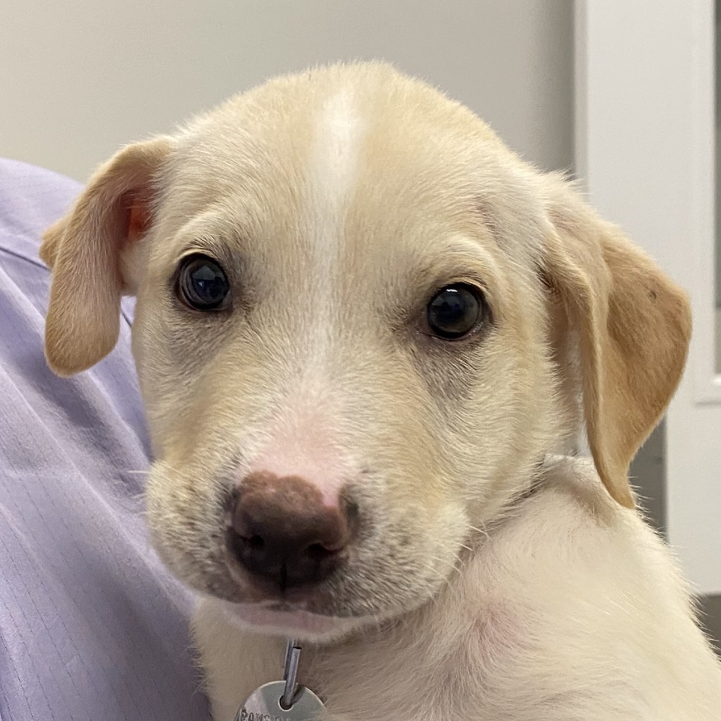 Banjo — thumbnail 2