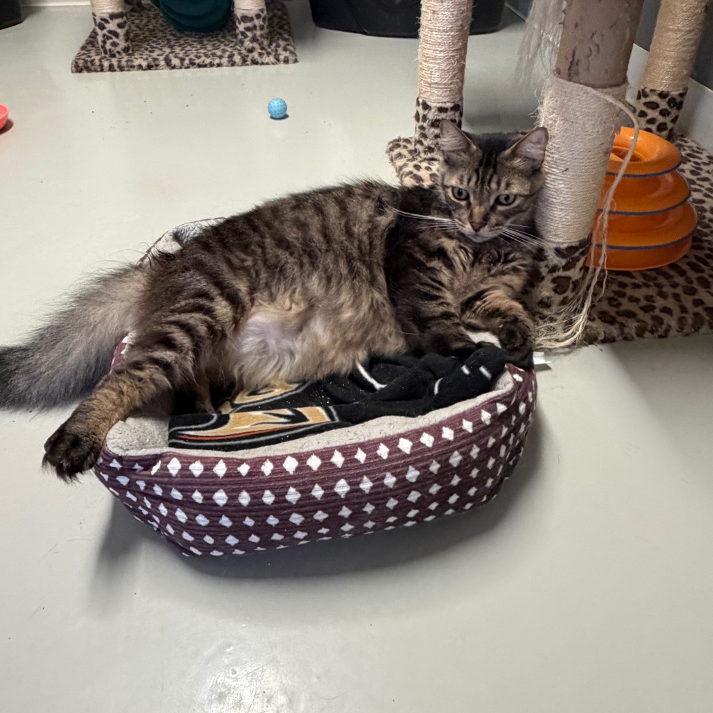 Dakota * Bonded with Atlas * Costa Mesa Location, photo 19