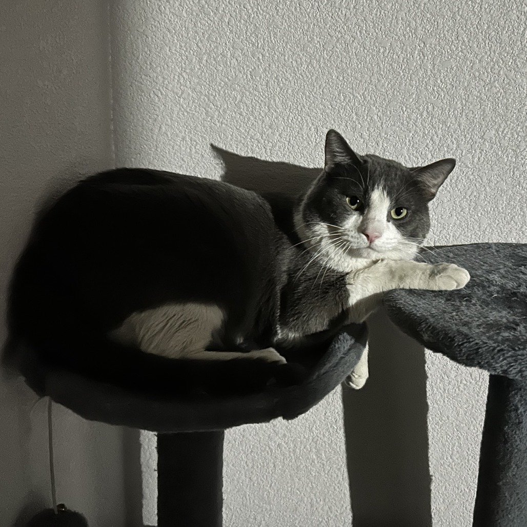 SMOKEY - Domestic Shorthair available for adoption
