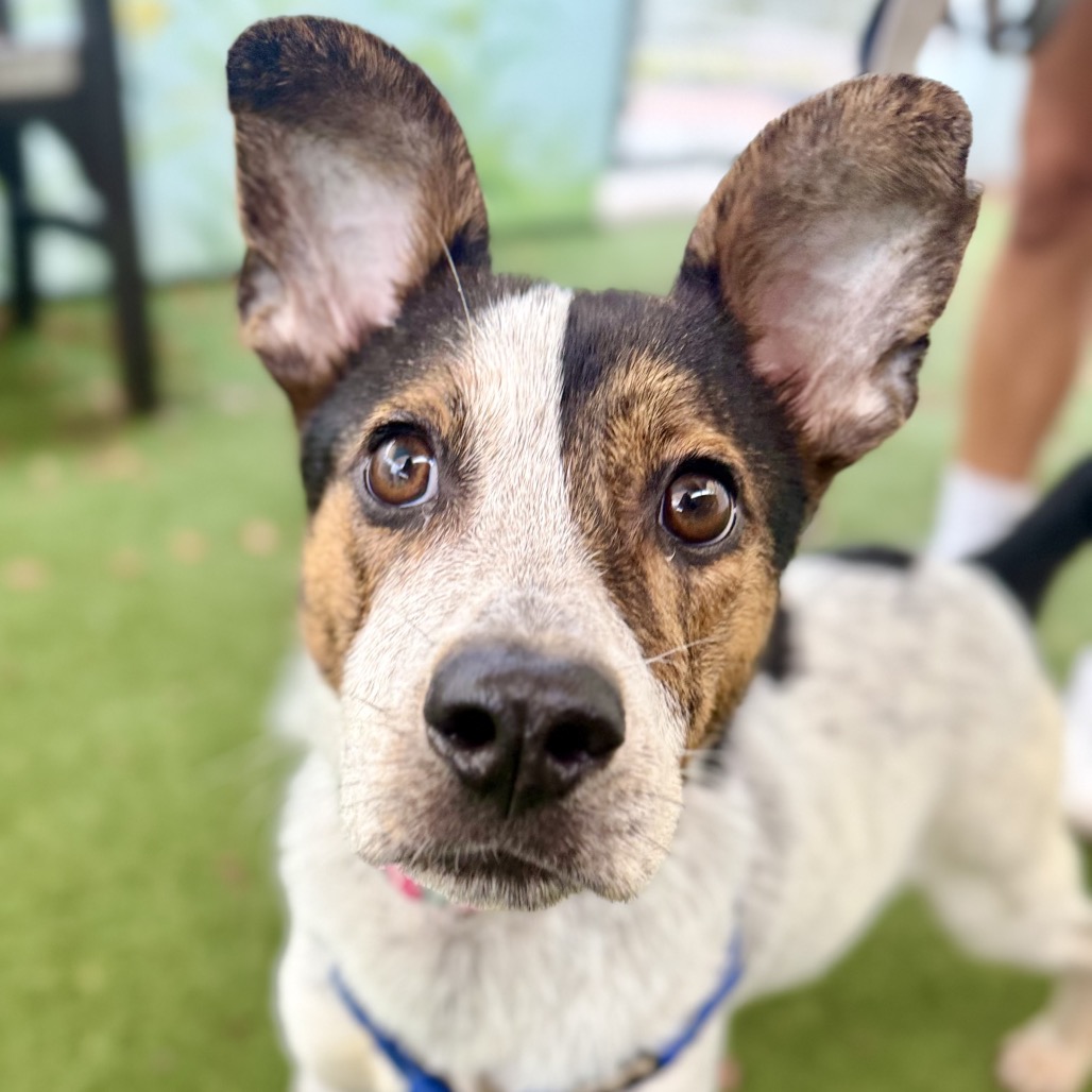 Image of Roxie looking at the camera