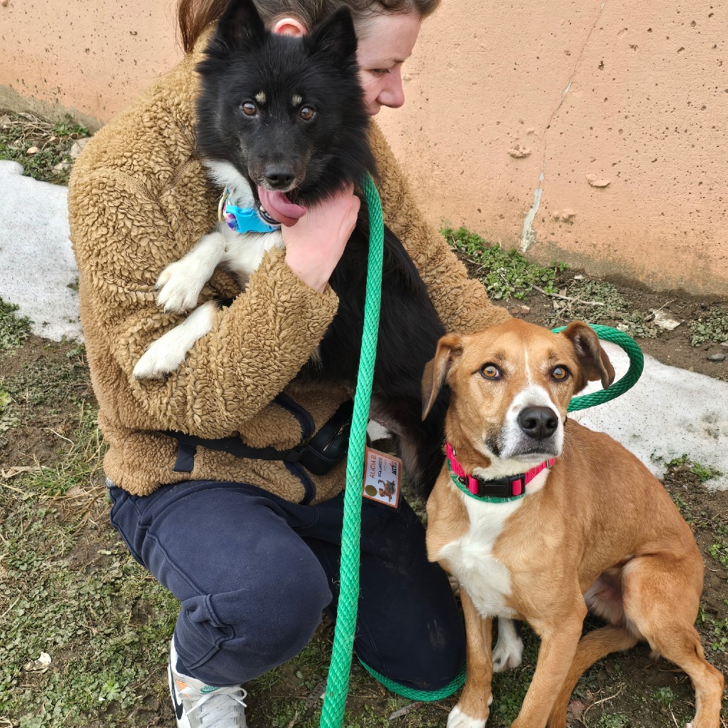 Milo — thumbnail 3