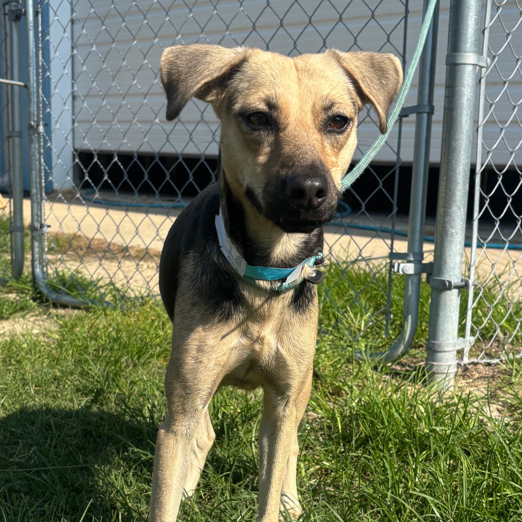 FARAH - Retriever, Labrador / Mix available for adoption