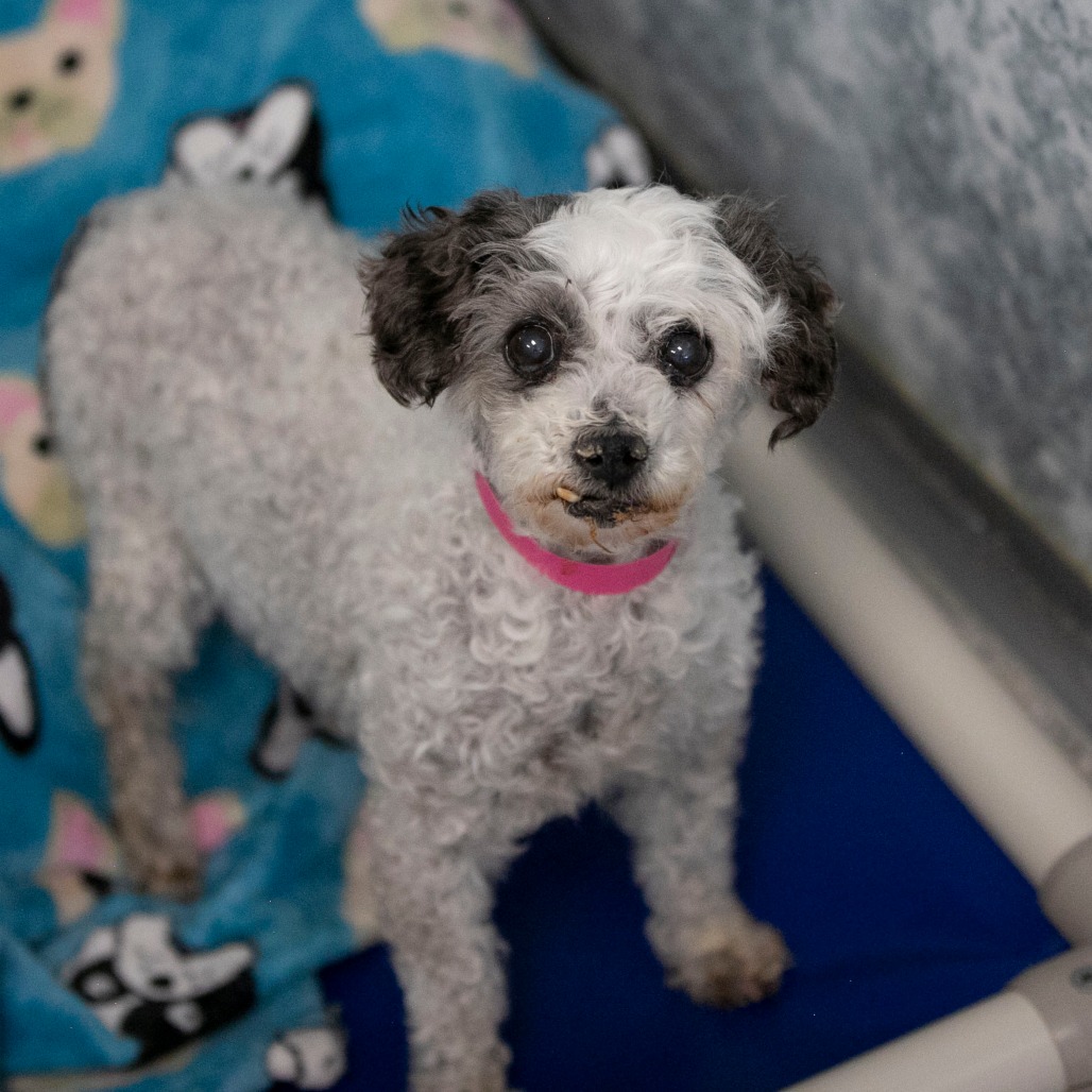 Holly (AP26-85), photo 6