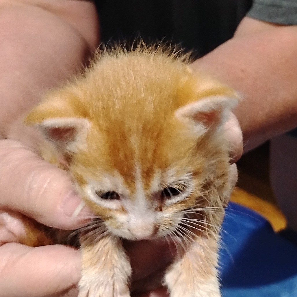 BANDIT - Domestic Shorthair available for adoption