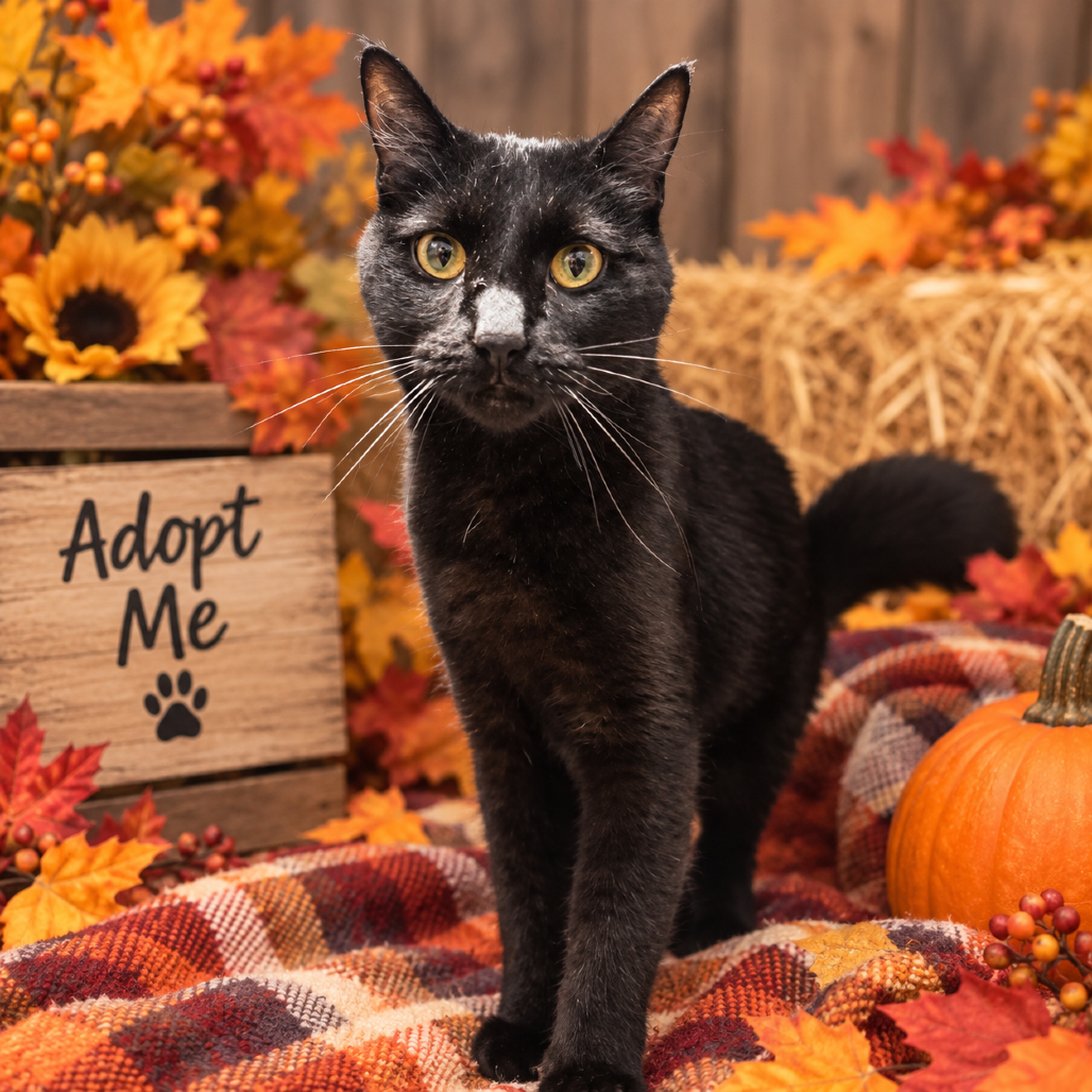 CHOCOLATE - Domestic Shorthair available for adoption