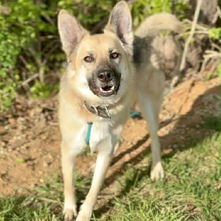 LUNA - Shepherd / German available for adoption
