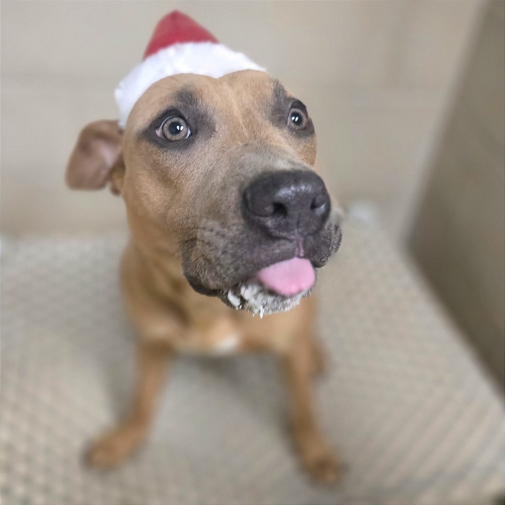 Achilles — thumbnail 5