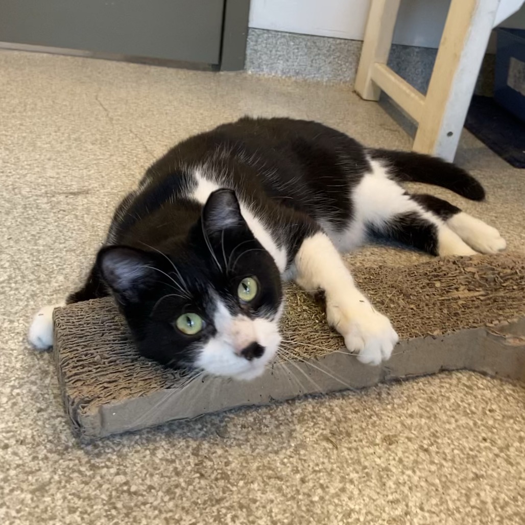 MARCO - Domestic Shorthair available for adoption
