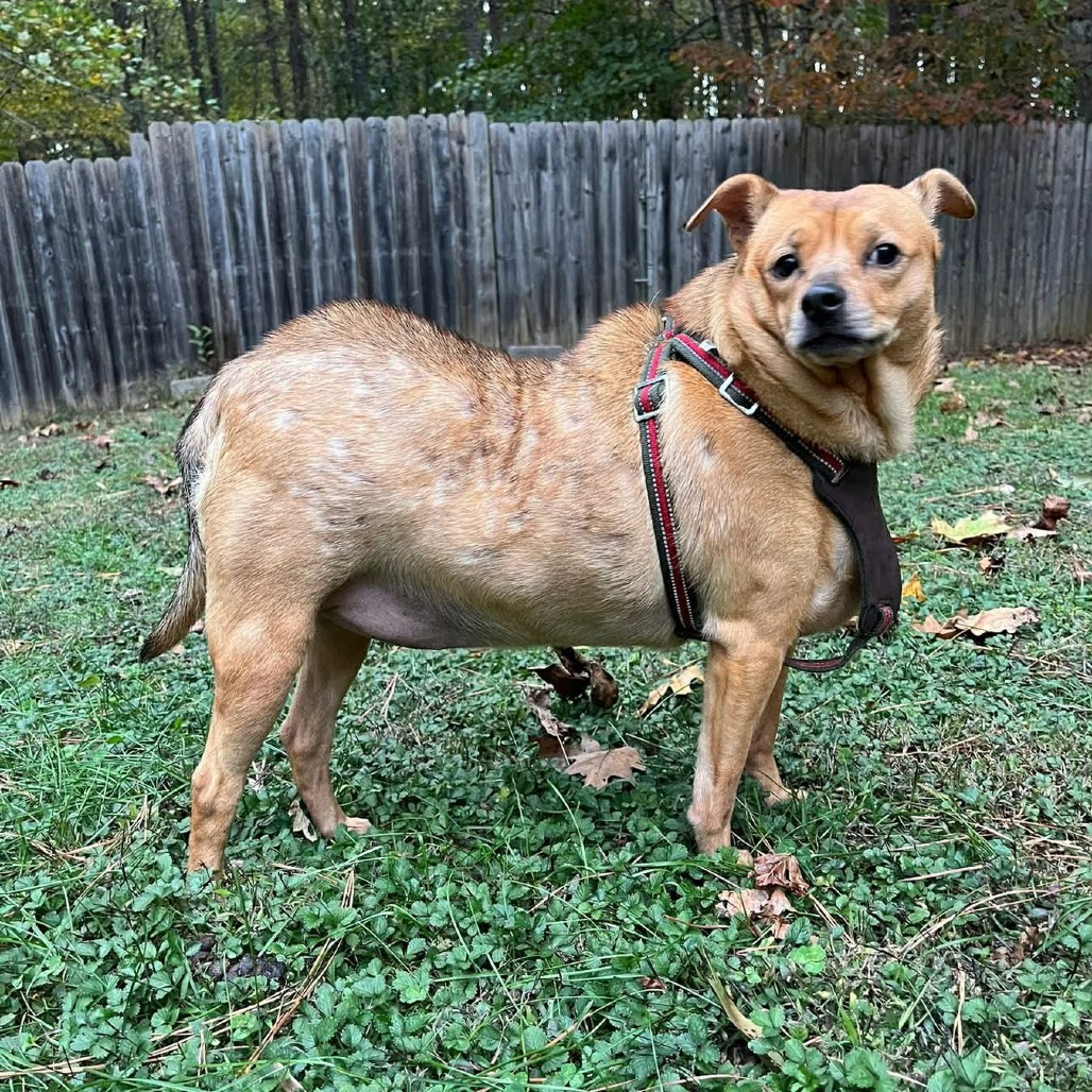 Samara — thumbnail 4