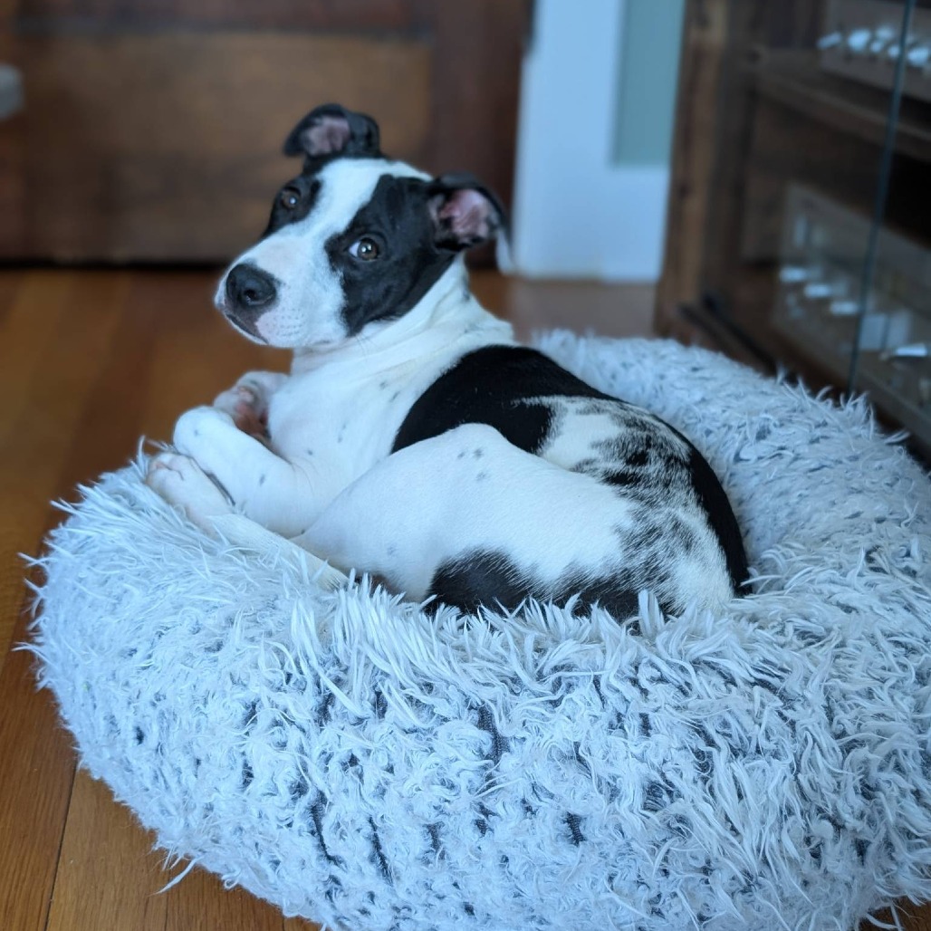 BOSTON - Terrier / American Pit Bull available for adoption