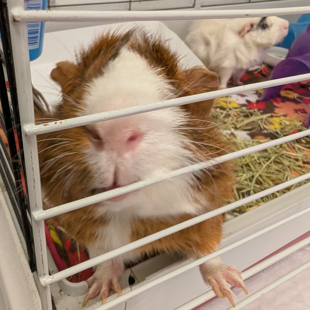 Nitro & Gemini, photo 12