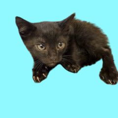 Tusc Stray 81761 2 3
