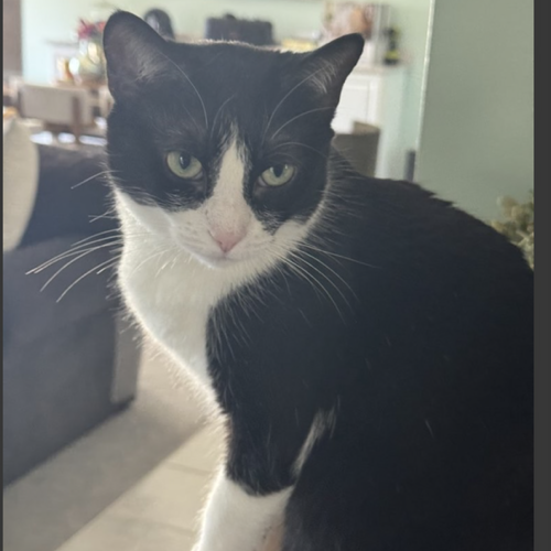 Luci