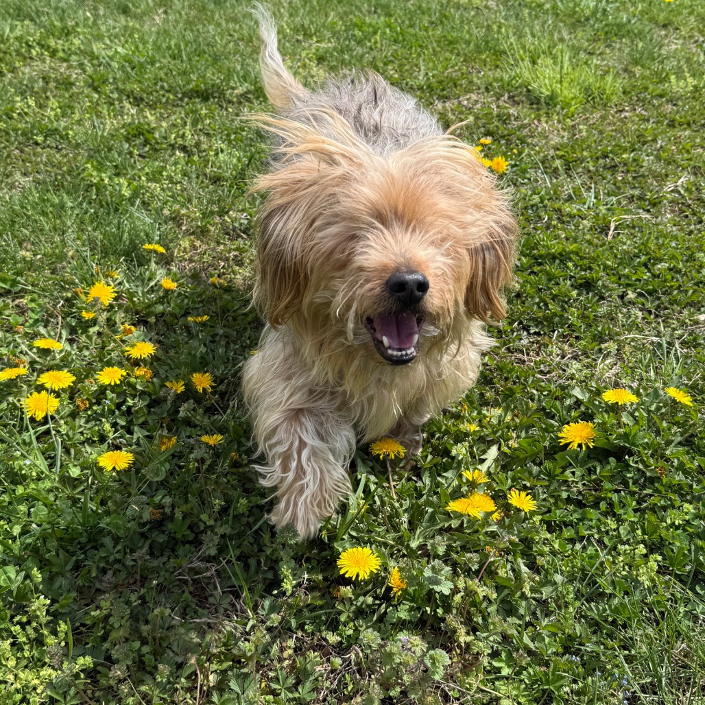 Bear, adoptable senior dog