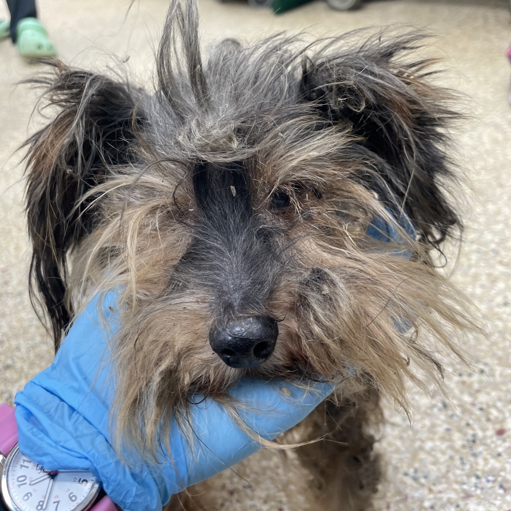 DAVY JONES - Terrier, Yorkshire, Yorkie / Mixed Breed (Medium) available for adoption