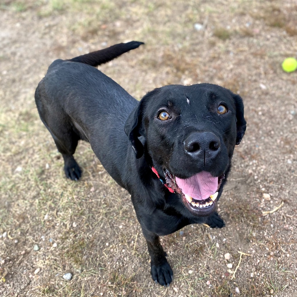 Nala
