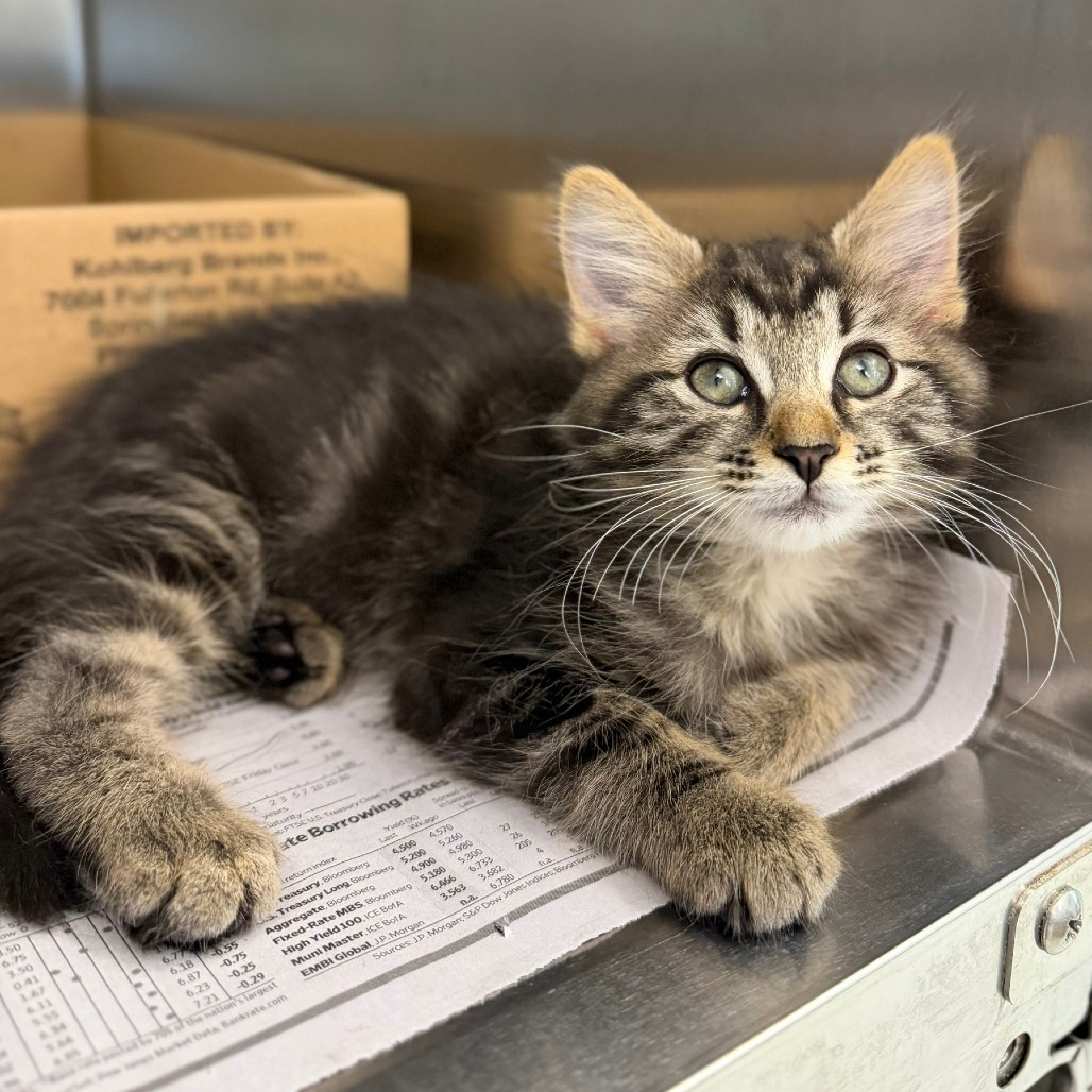CASSIDY - Domestic Longhair available for adoption
