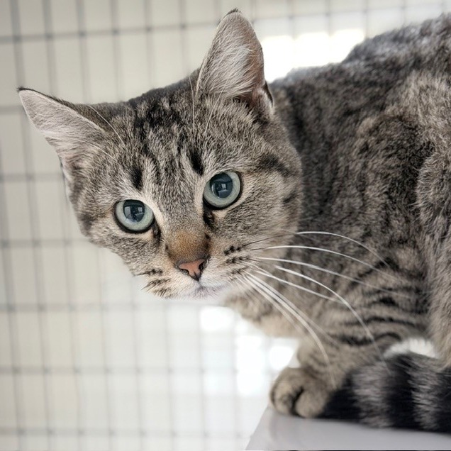 A#147a Lady Flapjack's preview photo