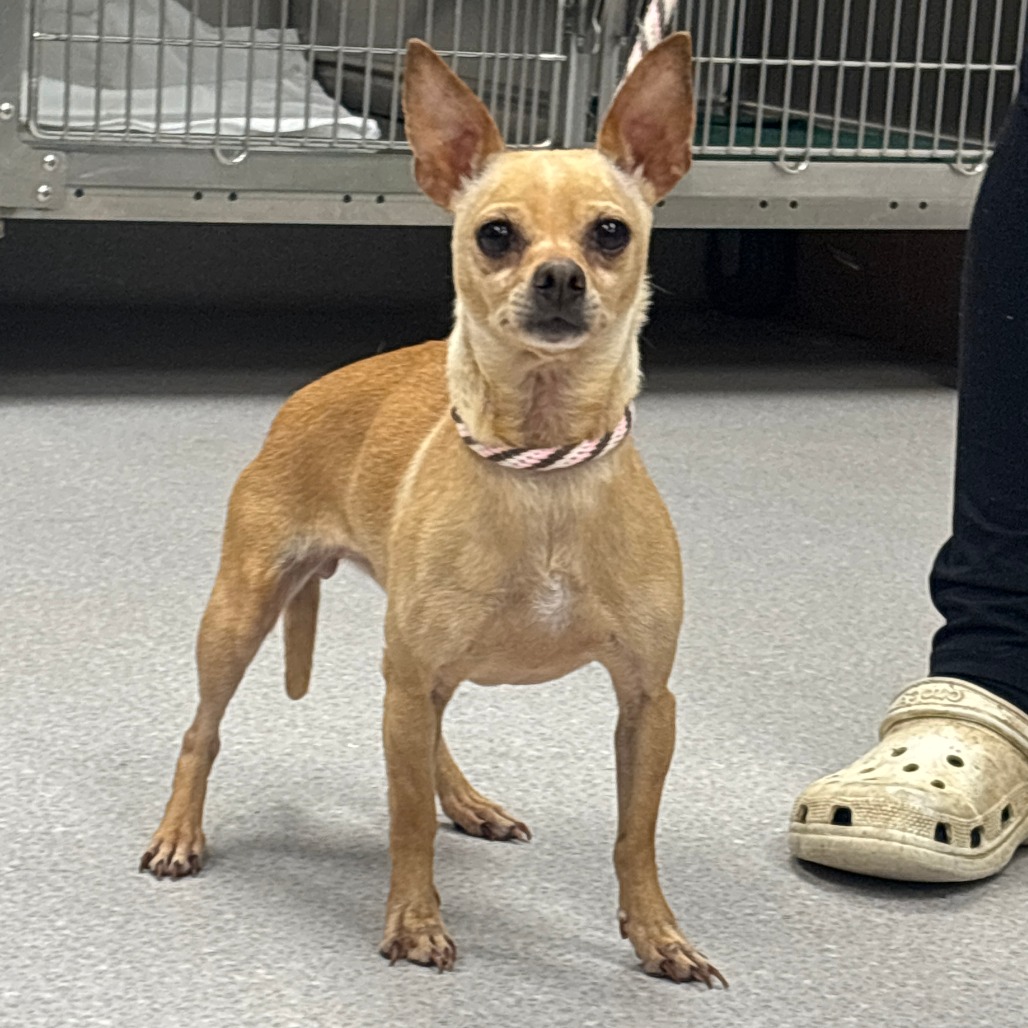 BURRITO - Chihuahua available for adoption