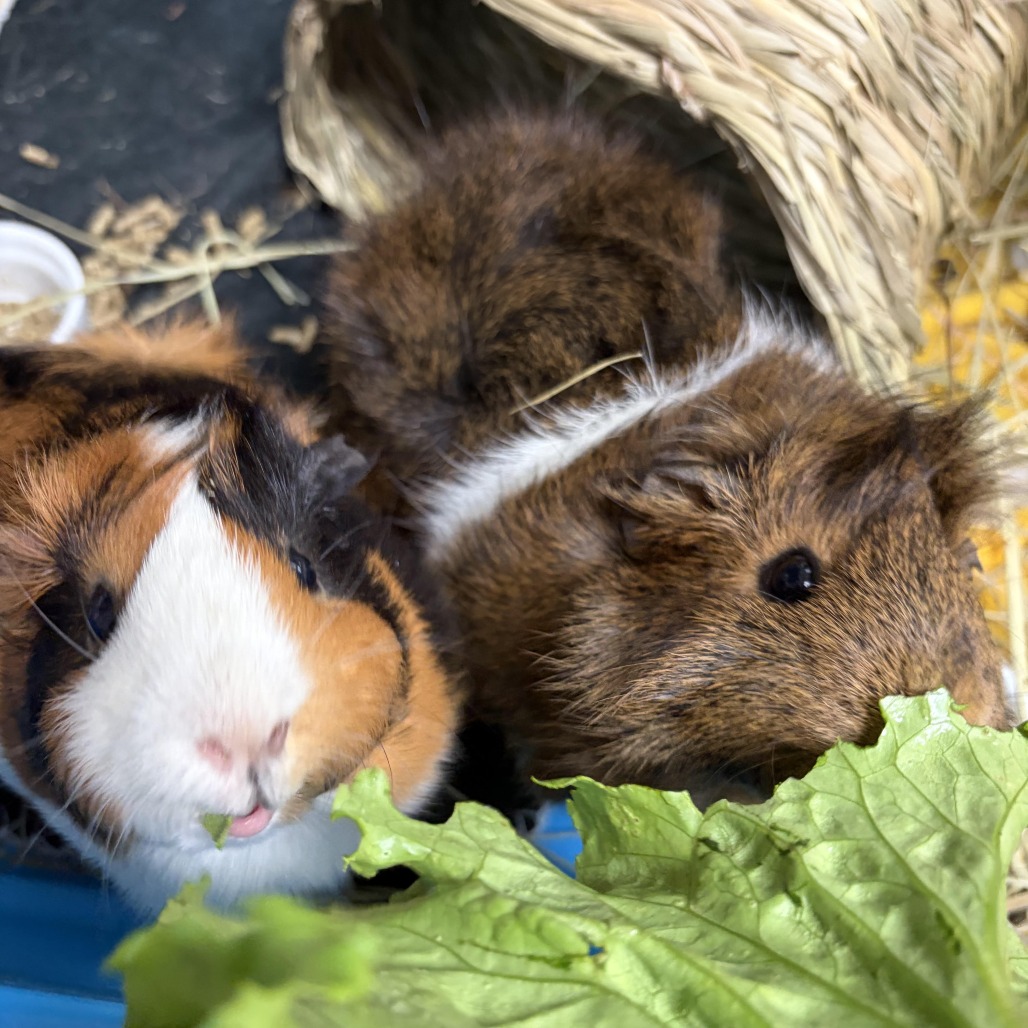 CHERRY (AND BLOSSOM) - American available for adoption