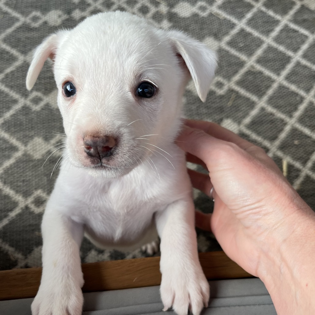 Doughly Parton — thumbnail 7