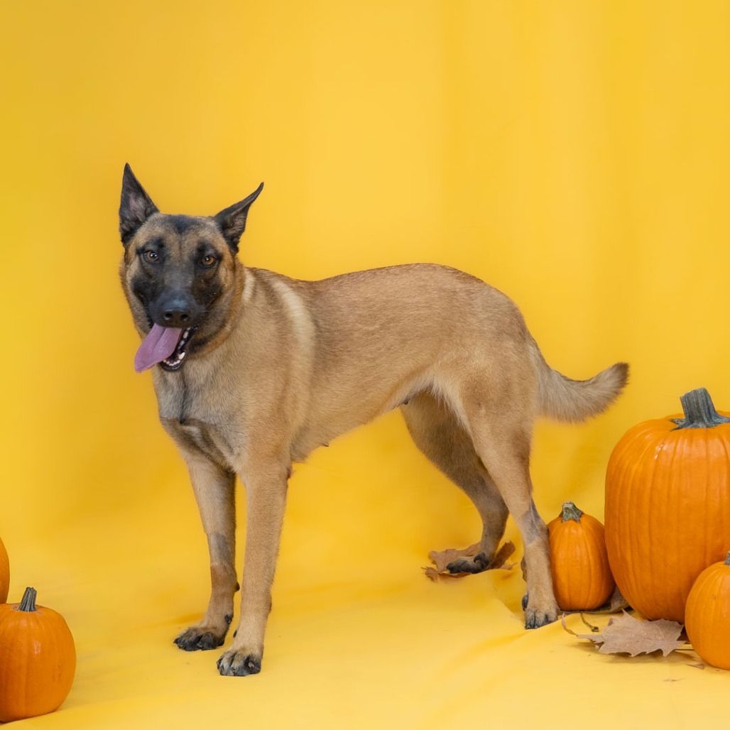 Mabel  the Dog
