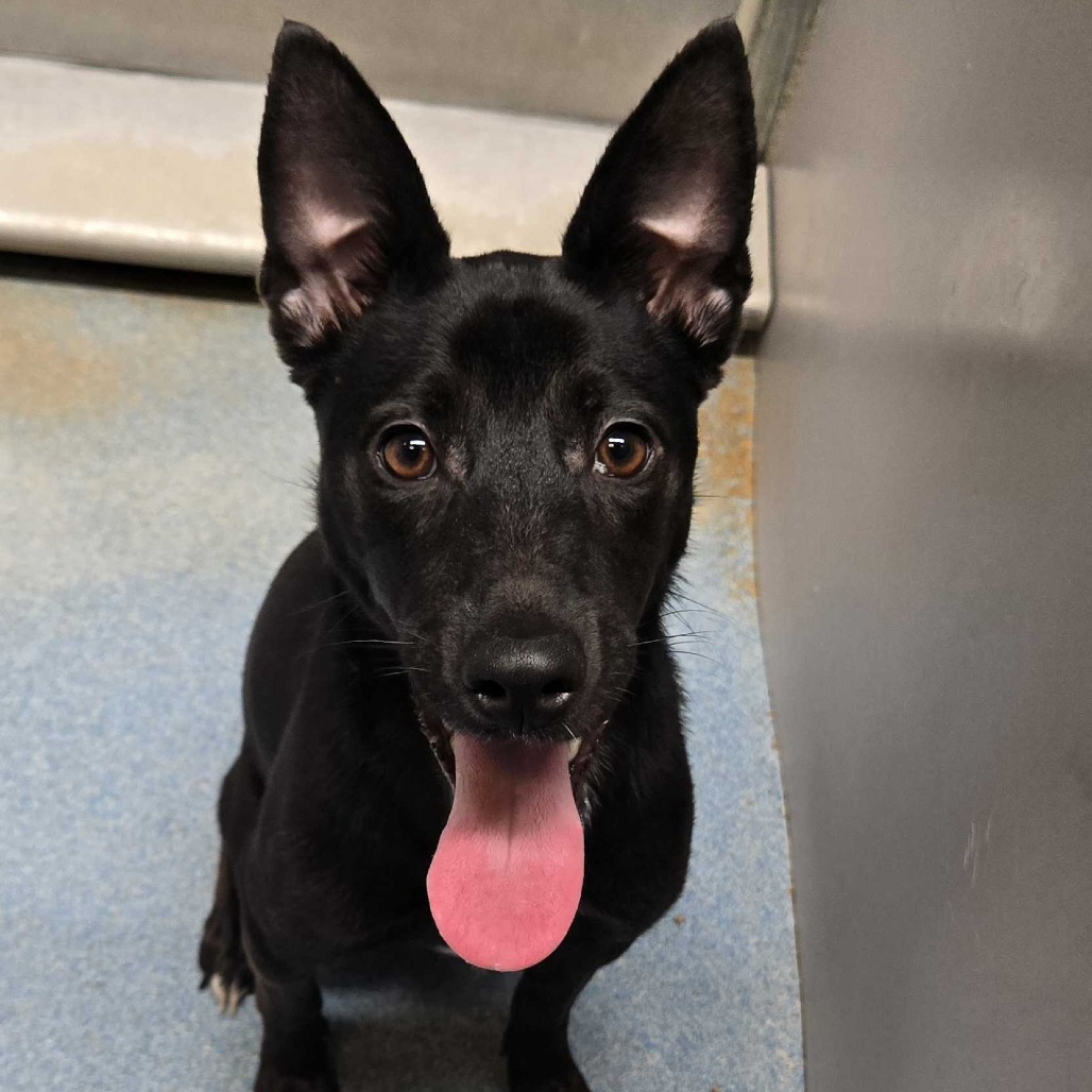 Roo, available for adoption at PVAS