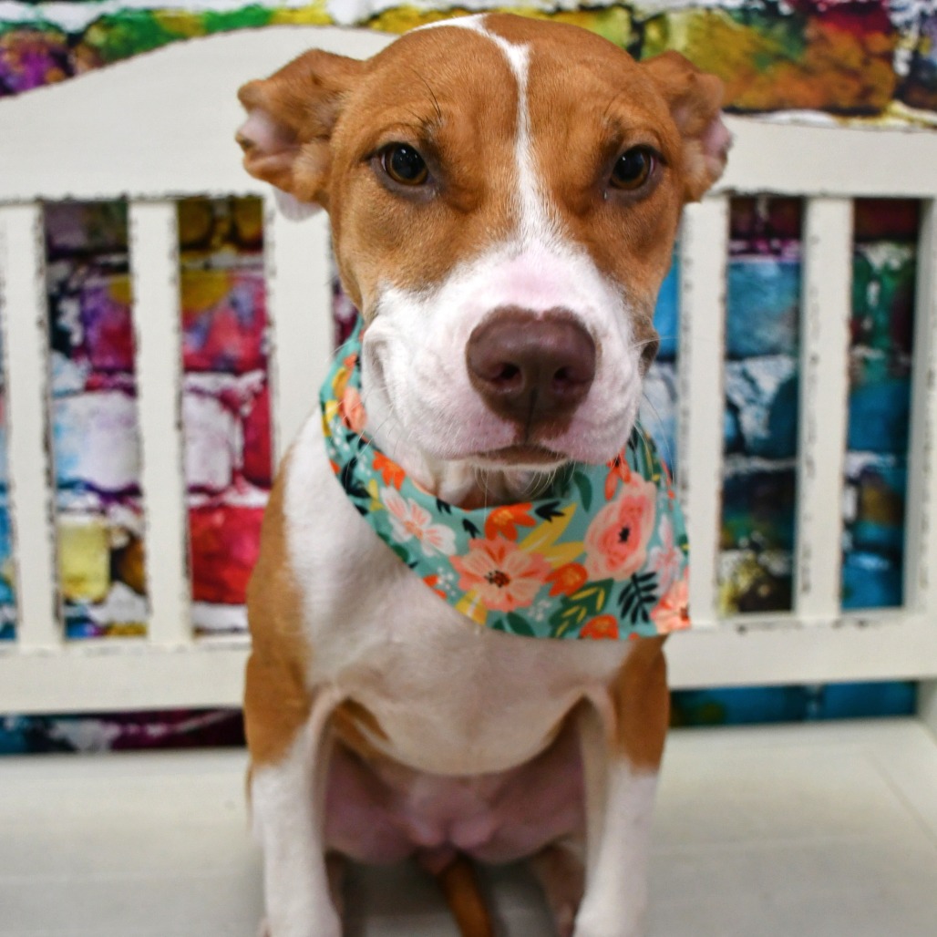 RINA - Terrier / Pit Bull available for adoption