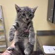 LIL DAMON - Domestic Shorthair available for adoption