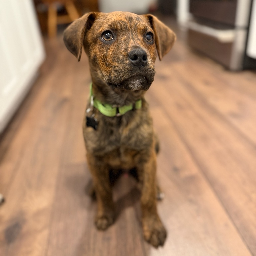 BRUNO - Hound / Plott for adoption in Silver Spring