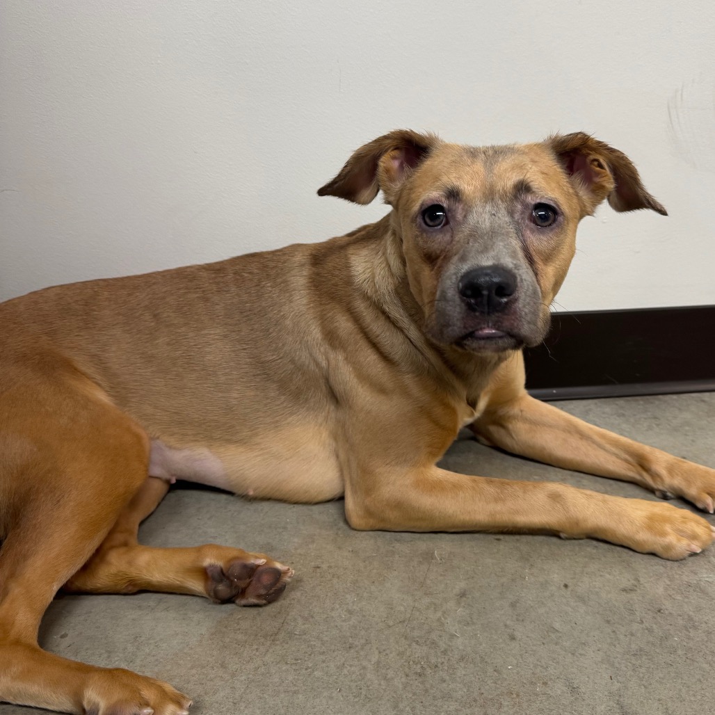 MOANA - Mixed Breed (Medium) available for adoption