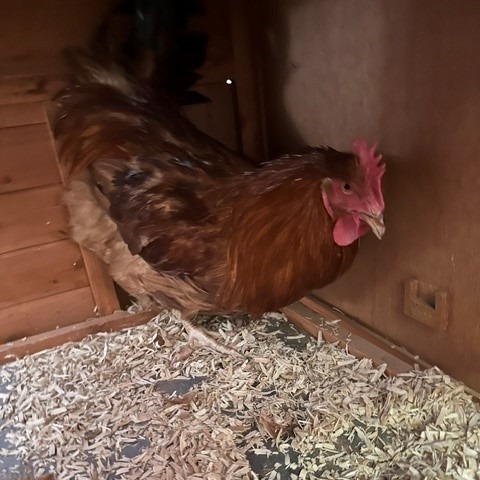 FOGHORN - Leghorn available for adoption