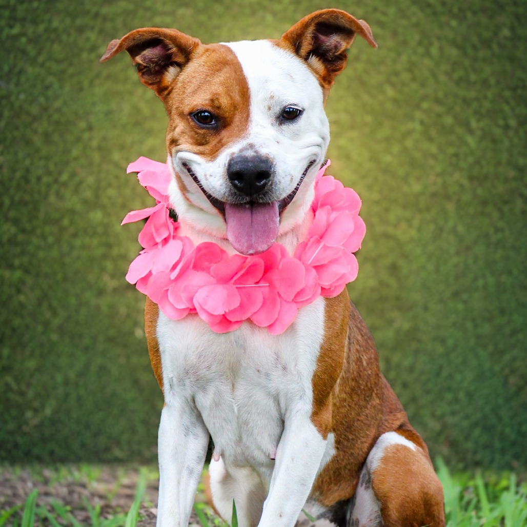 GiGi, an adoptable dog at SPCA-BC