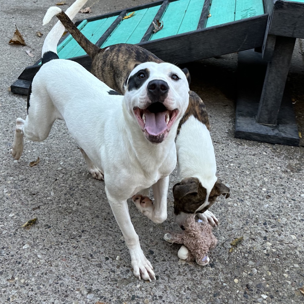 Maxx — thumbnail 3