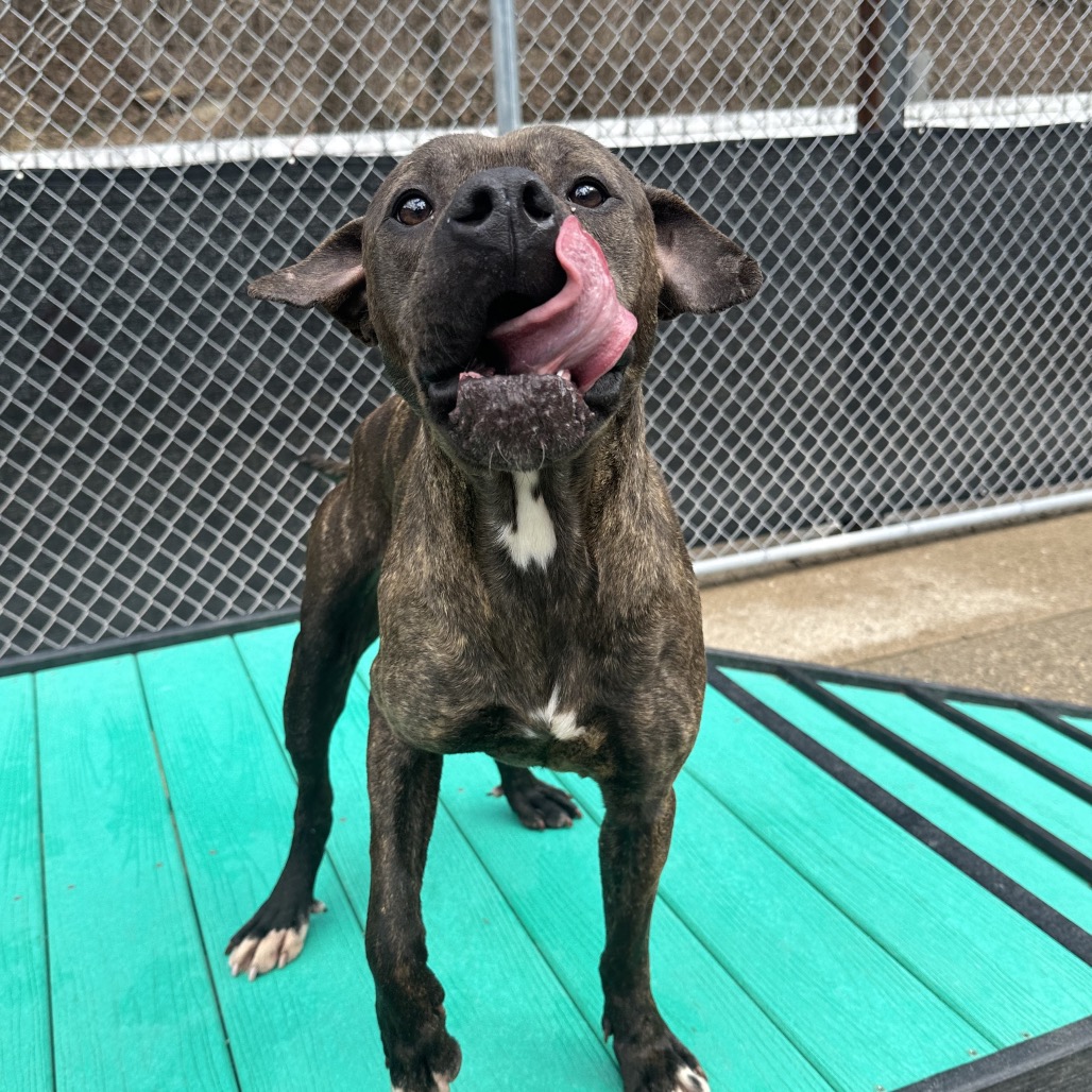 Smackers — thumbnail 3